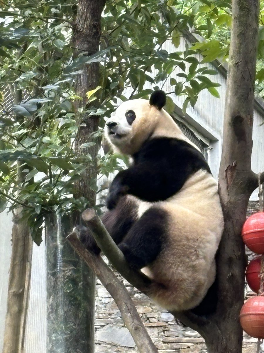 臥龍 福宝 両面アクリルキーホルダー フーバオ パンダ 私の親愛なるフーバオ | いんちきサファイア