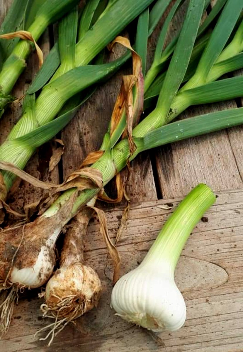 #DagVanDeKnoflook 🧄
Ook in NL🇳🇱 wordt (verse) knoflook geteeld!

Van ongeveer maart tot augustus is er een kleine aanvoer van verse knoflook oa uit NL.

Het bolgewas behoort tot de lookfamilie; net als bieslook, daslook, ui, sjalot &amp; prei.

#gezond 😋