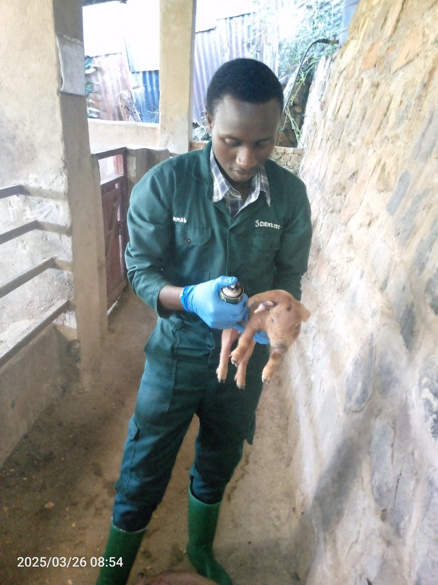 Gil_Niyonkuru's tweet photo. "Success on the farm doesn’t grow by chance — it grows by constant care, observation, and action."
#RegularVisitIsKeyToSucces
#FoodIsPower
#NoFarmsNoFoods
@GineAQuaRwanda https://t.co/rtd6Jevh0M