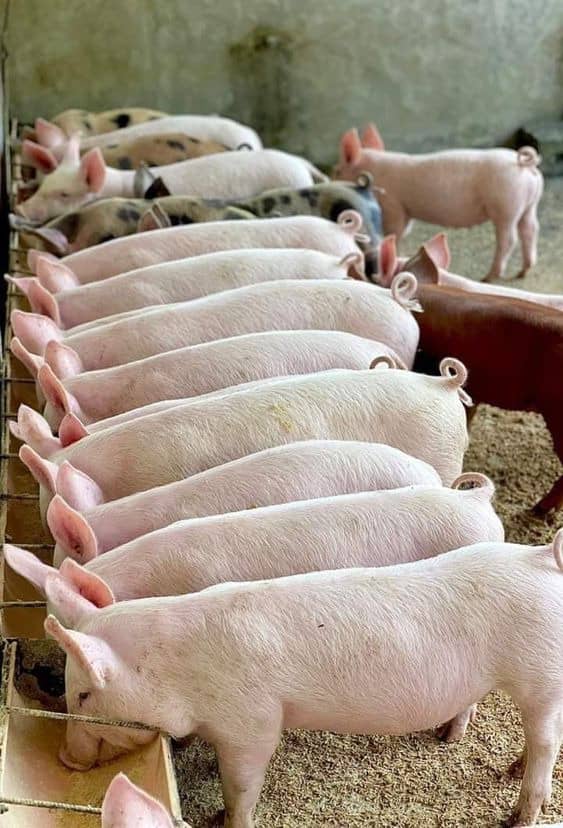 Gil_Niyonkuru's tweet photo. "Success on the farm doesn’t grow by chance — it grows by constant care, observation, and action."
#RegularVisitIsKeyToSucces
#FoodIsPower
#NoFarmsNoFoods
@GineAQuaRwanda https://t.co/rtd6Jevh0M