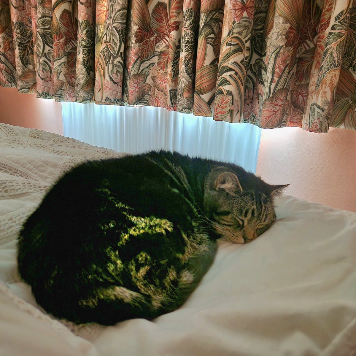 JessFudge20's tweet image. Nobody is moving far this #Caturday morning so 💤💤 We're all still in bed at nearly 09:00 😴 Furry unusual #Betty #LieIn #EasterWeekend #CatsOfTwitter