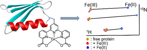 bhkenlo's tweet photo. Excellent Fe(II) Binding Tag in Protein Paramagnetic NMR Spectroscopy | Inorganic Chemistry https://t.co/Nwns8w76DJ Su and co-workers @InorgChem #iron #ferrous #paramagnetic #BindingTag #NMR #TDA https://t.co/BjZWpAa9BN