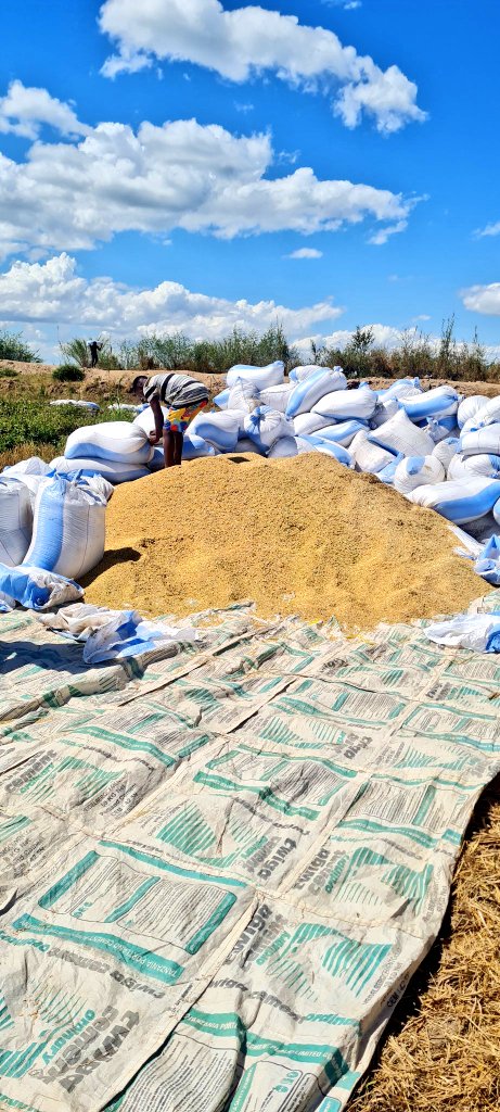 masuba___'s tweet photo. Mavuno ya #mpunga hapa ndio eneo linakula FAIDA kwa mtu anaelima Mpunga
eka moja tu vurugu zake mpaka unashona inaweza ku cost zaidi ya 400k,
Ndiyo maana PEASANTS wanaouza baada ya kuvuna tu, wengi wao wanaendelea kuwa watumwa wa hiki kilimo.
📸 @ThomasJosephat3 https://t.co/mZbPQnNqGG