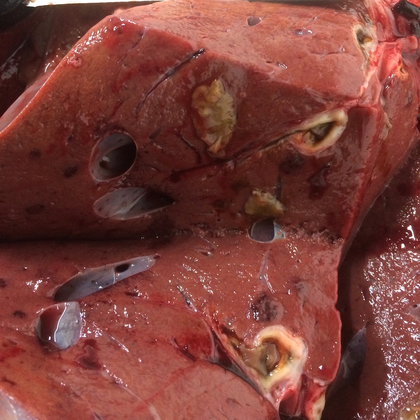 COWSworms's tweet image. Co-infections of liver fluke and rumen fluke are common in cattle but any treatment should focus on the presence of liver fluke, as this has production and economic implications and rumen fluke do not