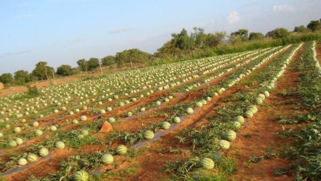 Watermelon farming in Zimbabwe 🇿🇼 is a profitable venture that can generate good income for small-scale farmers. 

Here are some steps and tips for planting watermelons in an acre and estimating the profits in Zimbabwe 🇿🇼 

A MUST READ  “Thread”🧵