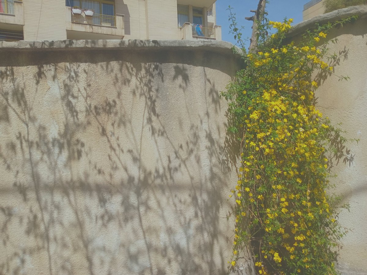 Xjohnnyjeez's tweet image. Blossoming 

#everyday everywhere
#springishere #colors