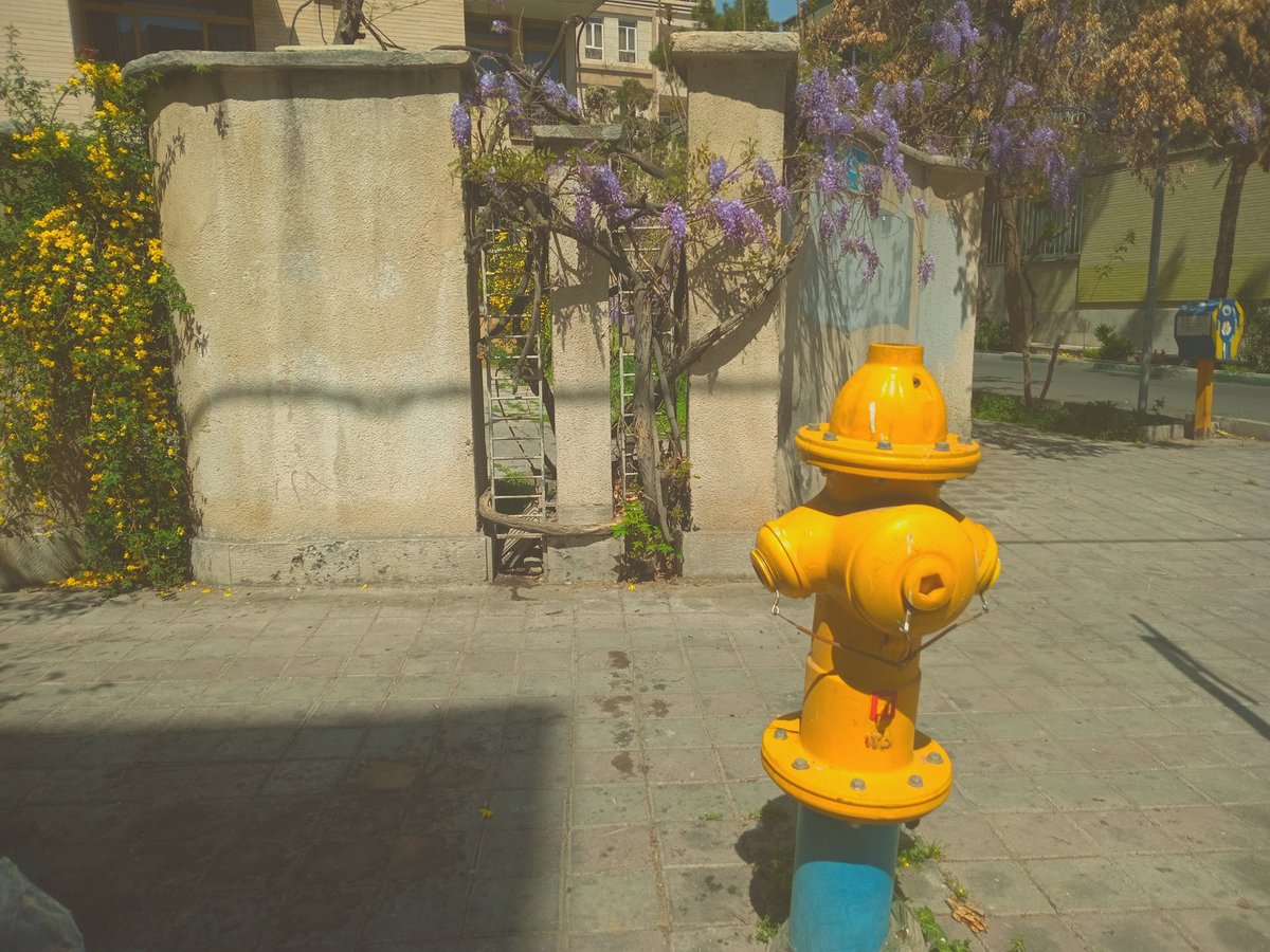 Xjohnnyjeez's tweet image. Blossoming 

#everyday everywhere
#springishere #colors