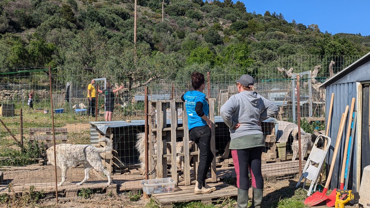 SavingSaints's tweet photo. We have had an amazing but emotional time at The Big Greek Restoration in Nafpaktos supporting Yiota at the Happy Tails shelter. https://t.co/7f7LhbvnY4

#thebiggreekrestoration #happytailsshelter #bigpawswelfare #greekdogrescue #savingsaintsrescueuk https://t.co/iwt6HlKwR2