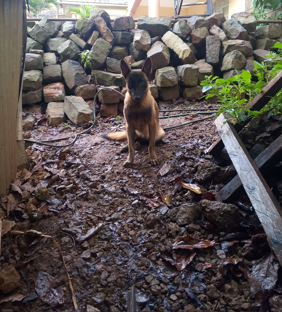 RobinsonDolla's tweet image. Fallon. Belgian Malinois love.