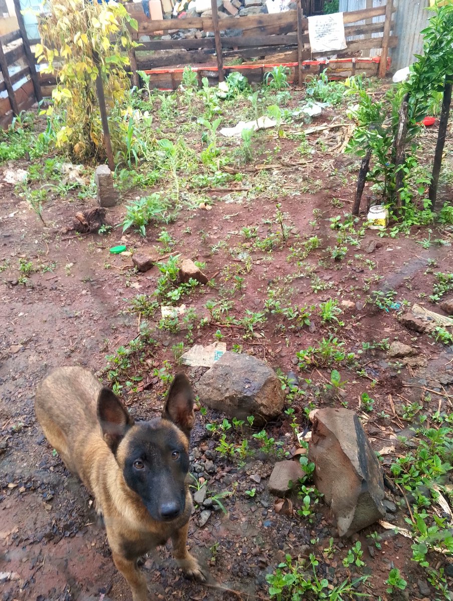 RobinsonDolla's tweet image. Fallon. Belgian Malinois love.
