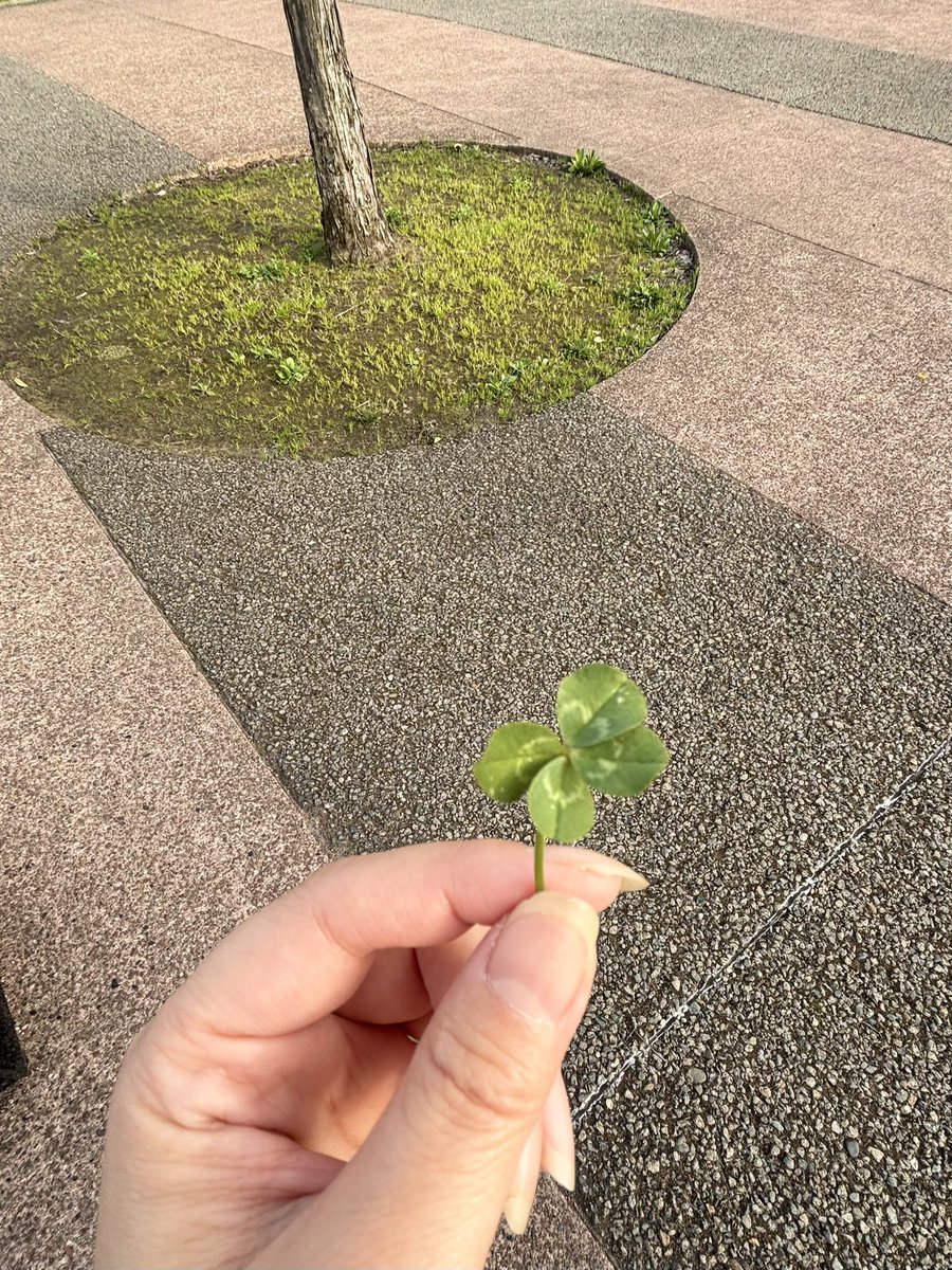 miel0917's tweet photo. クローバー見つけるの特技✨✨
今年初めてのクローバーは2つ見つけられました🍀🍀✨
#四葉のクローバー https://t.co/pybirufoHz