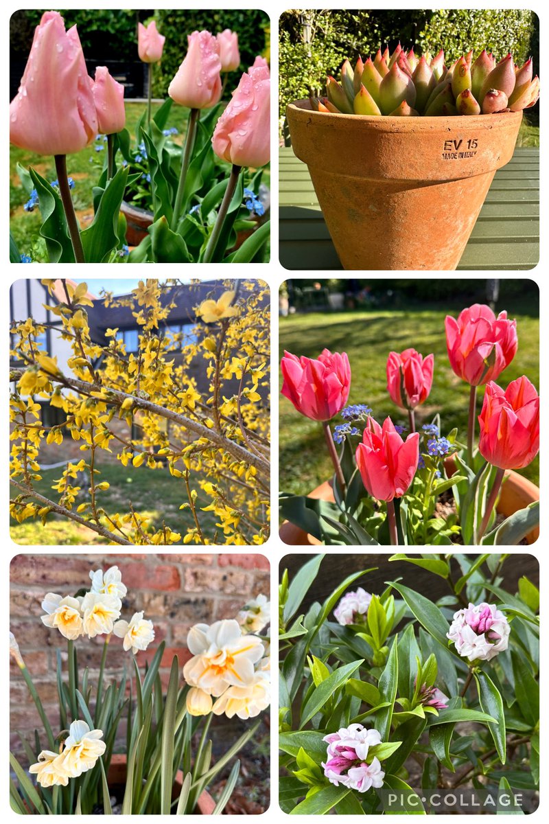 KathyLatte63's tweet photo. The sun may have gone for now but the colour keeps shining - my garden #sixonsaturday #springcolour #MyGarden https://t.co/E6GPsp4wUf