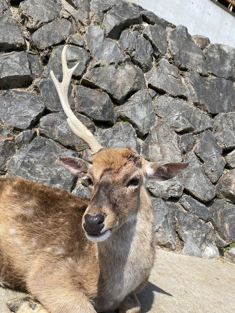 哺乳類 | Page 1 | コバの野鳥撮影雑記, image size:900x1200
