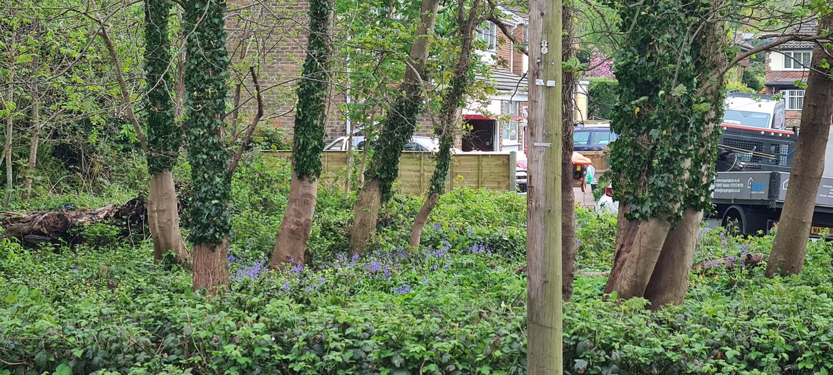 If you've walked along Thorneyholme Drive, and spotted these trees in College Wood and wondered what's going on, the friends had a working day last weekend, and cut back the lower sections of the ivy growing up the trees. Now the upper ivy will die off and the trees can thrive.