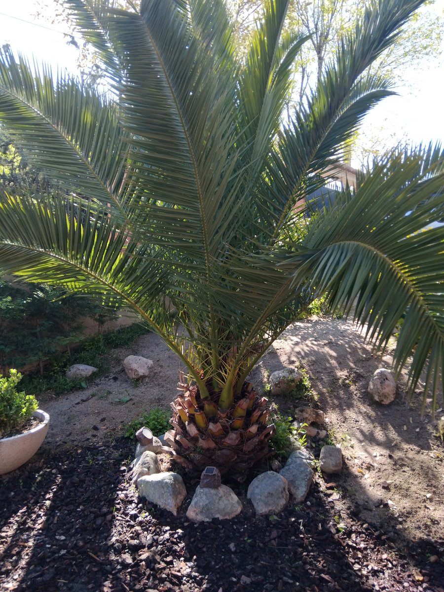 josepedrofuster's tweet photo. "La palmera crece bajo el peso". Esto es, ...los contratiempos de la vida hace peldaños para subir a las alturas. https://t.co/n6M5WsCvCS