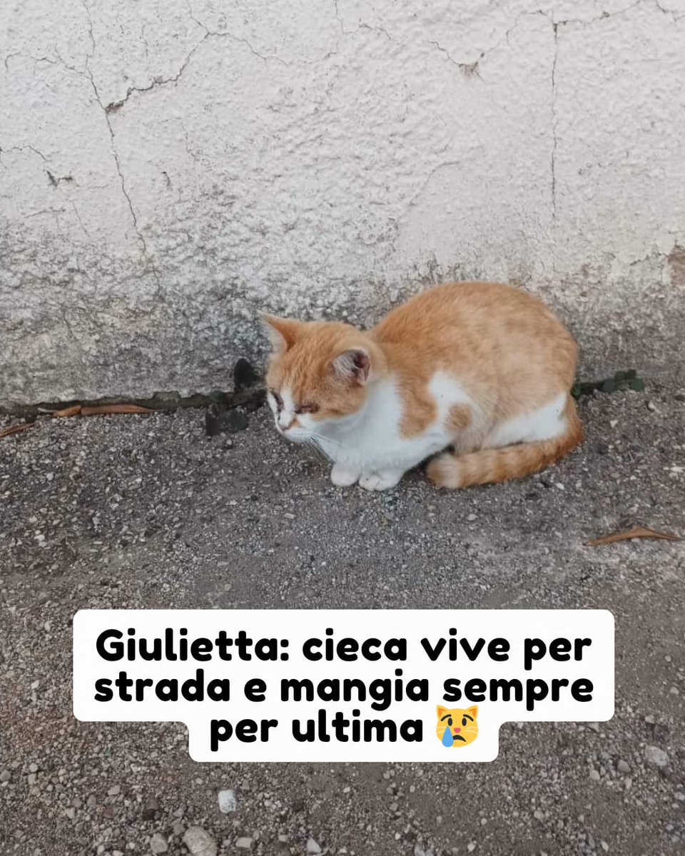 Campomarino Lido 329 191 3999
AGGIORNAMENTO 28/03/2025
La gatta è ancora lì e viene monitorata, nessuno si è offerto di adottarla.
Giulietta è cieca  vive per strada. Gli altri gatti la lasciano mangiare sempre per ultima non può andare avanti così