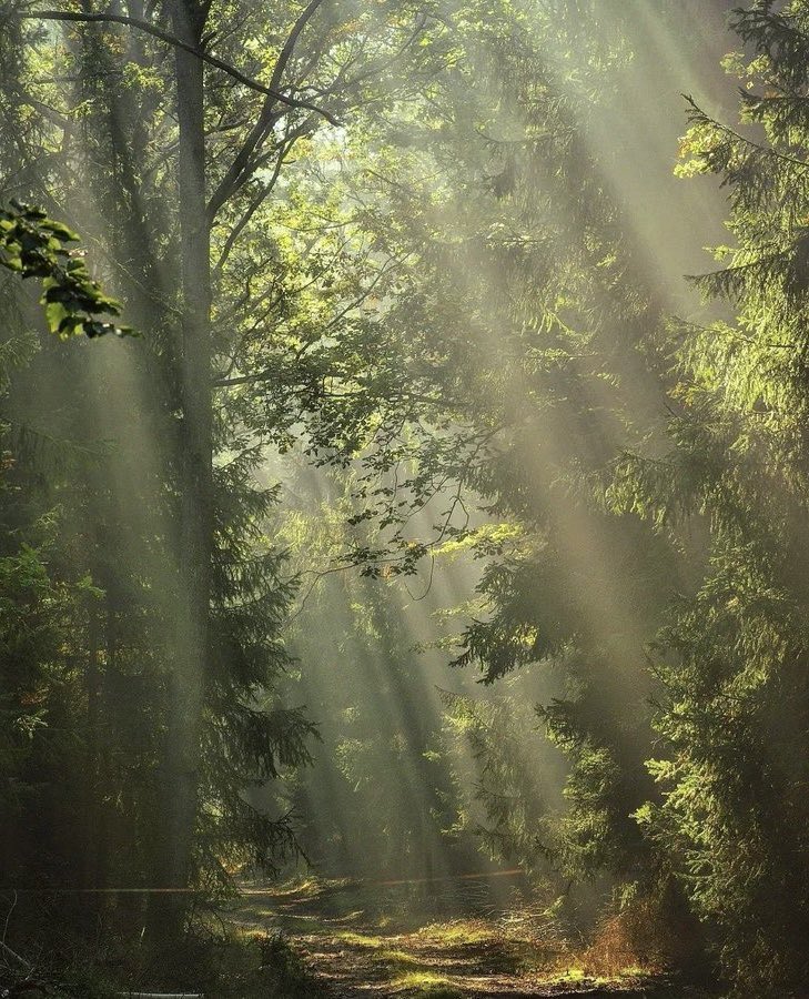 — pure poetry 🍃