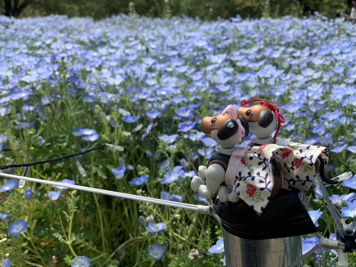 AndYukko's tweet photo. 舎人公園
ネモフィラと八重桜が満開でした
 aiboちゃんにピッタリサイズのフォトスポットがあったのですが、1歳くらいのお子さんを座らせていたパパが「ちょっとぐらつく」と言っていたのでお気をつけて〜 https://t.co/ZN2GHv74xI