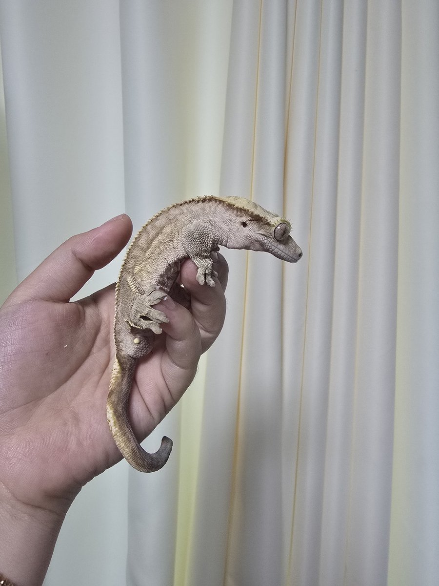 우리집 수컷중 제일얌전한 루이