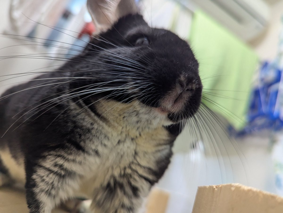 johnjohn0220's tweet photo. ��ョンくん、お兄ちゃんになりました。
もう少しで連れて帰るねぇ。 https://t.co/7bzcSXzCeH