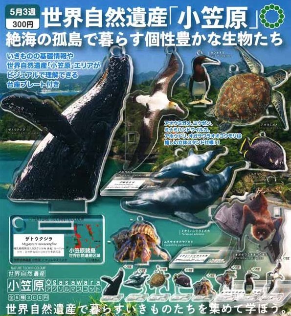 ネイチャーテクニカラー 小笠原 小笠原 アホウドリ テストショット 