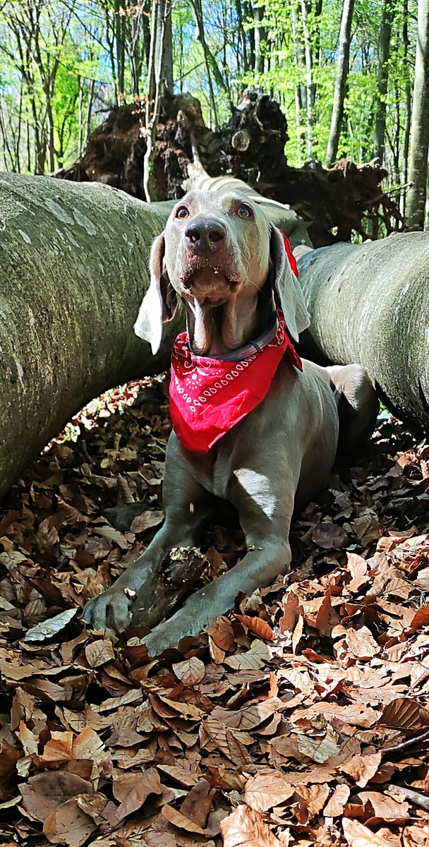 BertoBandi's tweet photo. Aviat faré nou anys però tinc l'aparença i el seny d'un cadell. Gaudint d'una passejada divertida a la #Fageda #Olot #weimaraner #BracoDeWeimar #dogsoftwitter #dogs #braquedeweimar #Weimie #GreyGhost BRU https://t.co/tbX23dVv3V