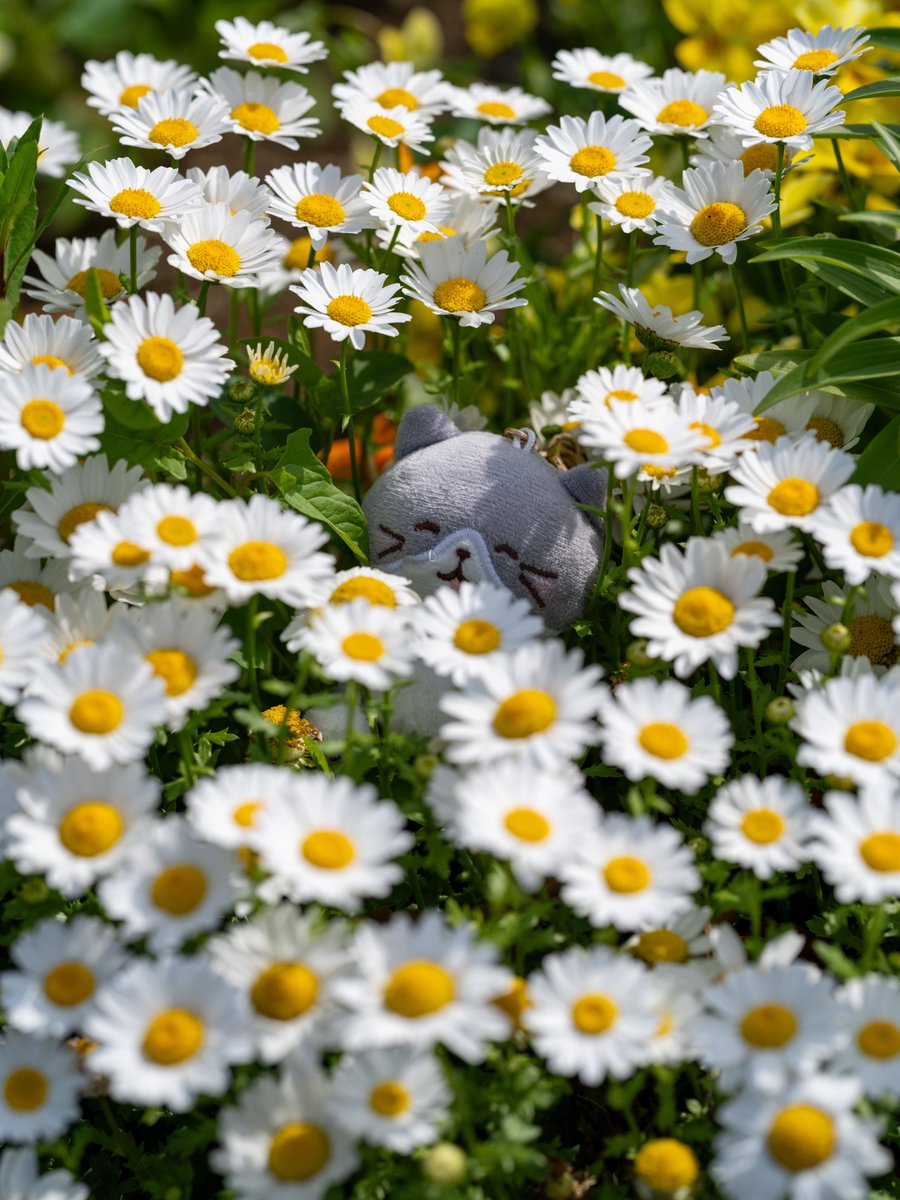 ハッチくん🎂❁ჩαρρყ βɪя৳ჩ∂αყ❁🎂
マーガレットが綺麗に咲いてるのも見れたし、一緒に迷子になるのも悪くないよね⸜(* ॑꒳ ॑* )⸝♪
#ふくふくにゃんこ集会
#ふくふくにゃんこ
#誕生日 #ふくにゃんバースデー
#ハッチHBD