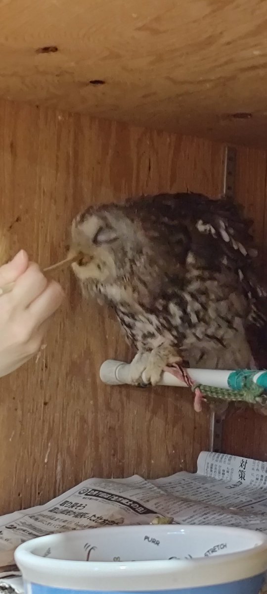 _baconegg's tweet photo. 木津にあるフクロウカフェに行ってきた！！めちゃめちゃ可愛かった……餌やりもふれあいもできて満足！！ここあちゃんめちゃめちゃ可愛かった……
#アクアフォレスト水の森　#フクロウカフェ https://t.co/TgqbYN08kx