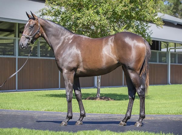 Blandford Bloodstock (@blandfordbldstk) on Twitter photo 🥇STAKES RACE DOUBLE🥇
🇦🇺 BOIS D’ARGENT in the Gr.3 JRA Cup <a href="/royalrandwick/">Royal Randwick</a> for <a href="/ANeashamRacing/">Annabel Neasham and Rob Archibald Racing</a> <a href="/Brown_ethan8/">Ethan Brown</a>
🇳🇿LITTLE BLACK DRESS in the L Skycity Star Way Stakes <a href="/Ellerslie_Races/">Auckland Thoroughbred Racing</a> for <a href="/_GoRacing/">GoRacing</a> <a href="/marshracing/">Stephen Marsh</a>. She was bought <a href="/inglis_sales/">Inglis</a>
#AnEyeForSuccess #BlandfordBloodstock 🥇STAKES RACE DOUBLE🥇
🇦🇺 BOIS D’ARGENT in the Gr.3 JRA Cup <a href="/royalrandwick/">Royal Randwick</a> for <a href="/ANeashamRacing/">Annabel Neasham and Rob Archibald Racing</a> <a href="/Brown_ethan8/">Ethan Brown</a>
🇳🇿LITTLE BLACK DRESS in the L Skycity Star Way Stakes <a href="/Ellerslie_Races/">Auckland Thoroughbred Racing</a> for <a href="/_GoRacing/">GoRacing</a> <a href="/marshracing/">Stephen Marsh</a>. She was bought <a href="/inglis_sales/">Inglis</a>
#AnEyeForSuccess #BlandfordBloodstock