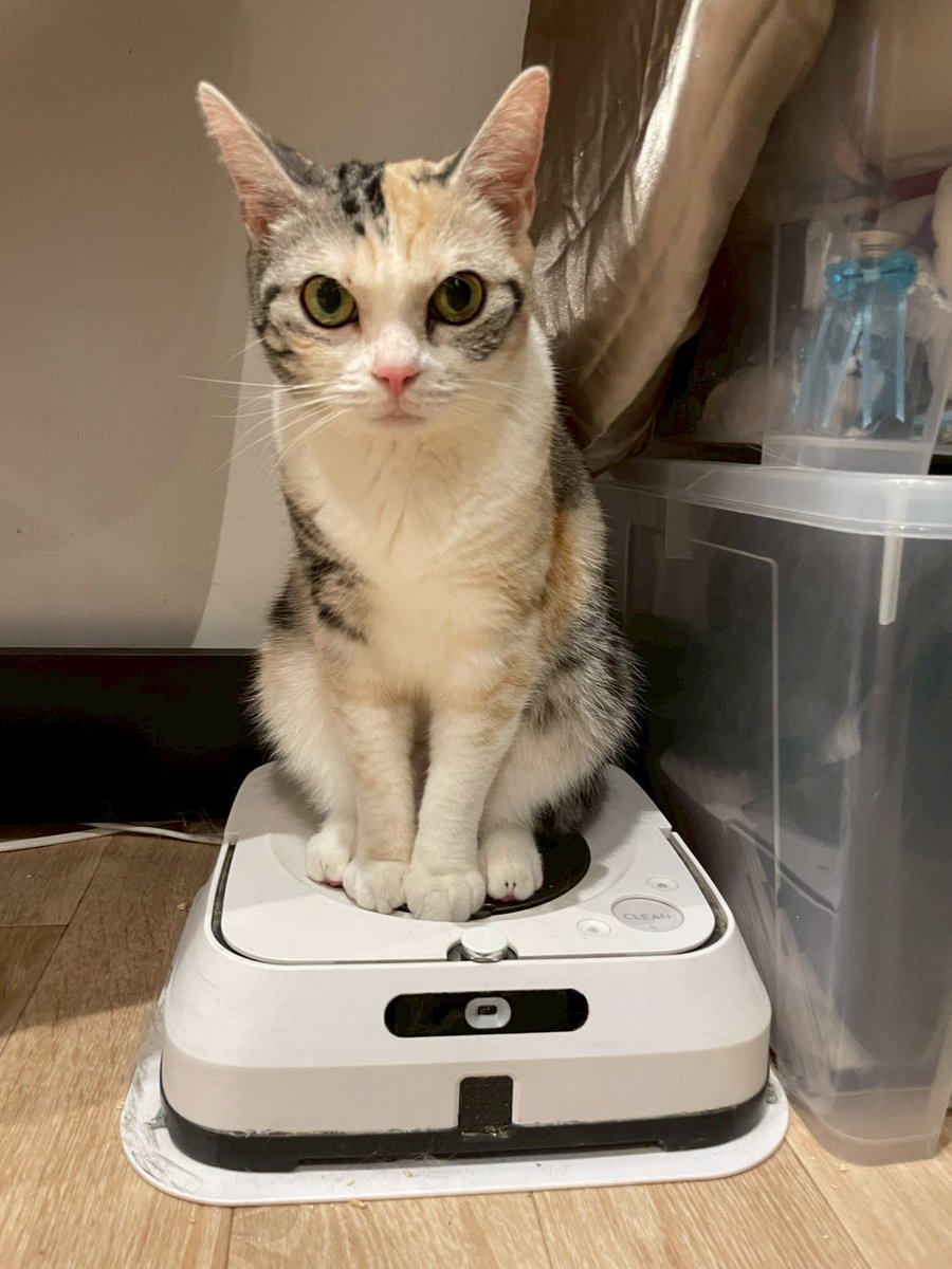 bakenekocafe's tweet photo. 猫又療養所

千葉県富津市周辺が営業エリアで、
猫の石像が得意な石材屋さんいませんか？？

350ml缶サイズぐらいから、
墓石サイズぐらいまでの石像を複数検討しています！

こんな感じの縦型の猫像を検討しています！

設置先はここです！
https://t.co/GVv7jthQBb

拡散頂けますと嬉しく思います！ https://t.co/pyl1BsnV2t
