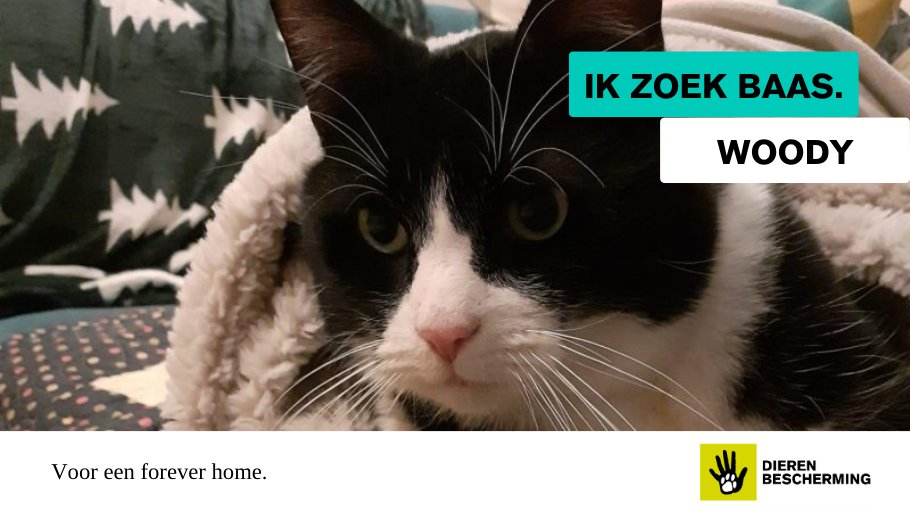 #ikzoekbaas Woody is wat verlegen, maar als hij zich op zijn gemak voelt is hij graag bij je en komt hij gezellig op schoot liggen. Tv-kijken en achter propjes aanrennen vindt dit speelse kereltje fantastisch.🐈 Heb jij een gouden mandje voor Woody? bit.ly/4cBrBRT