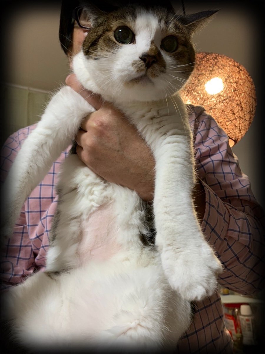 ichiccabachica's tweet photo. -2025.04.19-🌤️

『今日はこんたろうの10回目の月命日🌙🥹
今月はこれ❣️
毛を刈られてボヨヨンの小太郎さん🥹🫰🏻』
ってLINEあり。

いま流行りのチャットGPTでジブリ風にしてもらう。
コタの鼻のブチが適応されてないからちょっと似てない🤣
キジ白が思いのほかオレンジぽくて、なんか三毛猫に見える🥹 https://t.co/Hp9vd92ZEw