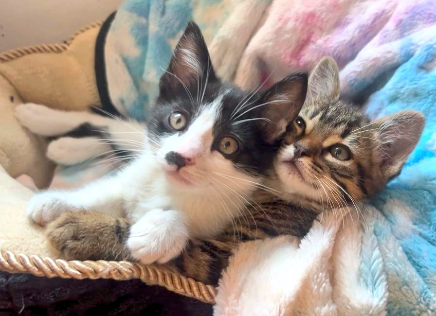 Nei Nei 🐱 De la colonia tweet media