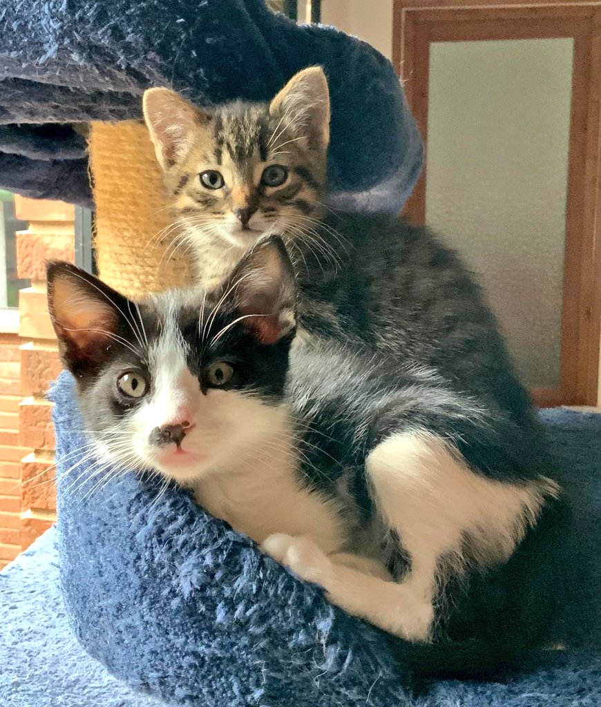 Nei Nei 🐱 De la colonia tweet media