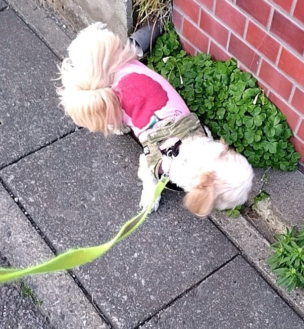 R77115232's tweet photo. @n_field0795 こんばんわんこ🐶僕は…
ついついお散歩でも家でも
クンクンやっちゃうわん🐾
#nf795 #nfood #シーズーこてつ
#dfood #犬用マリービスケット https://t.co/elySwonzJq
