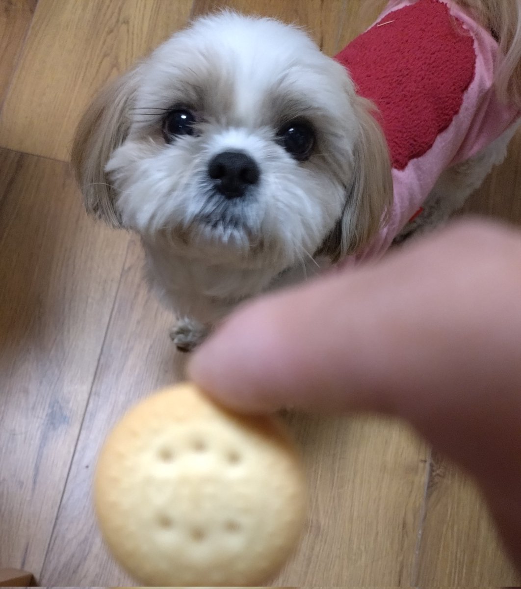 R77115232's tweet photo. @n_field0795 こんばんわんこ🐶僕は…
ついついお散歩でも家でも
クンクンやっちゃうわん🐾
#nf795 #nfood #シーズーこてつ
#dfood #犬用マリービスケット https://t.co/elySwonzJq