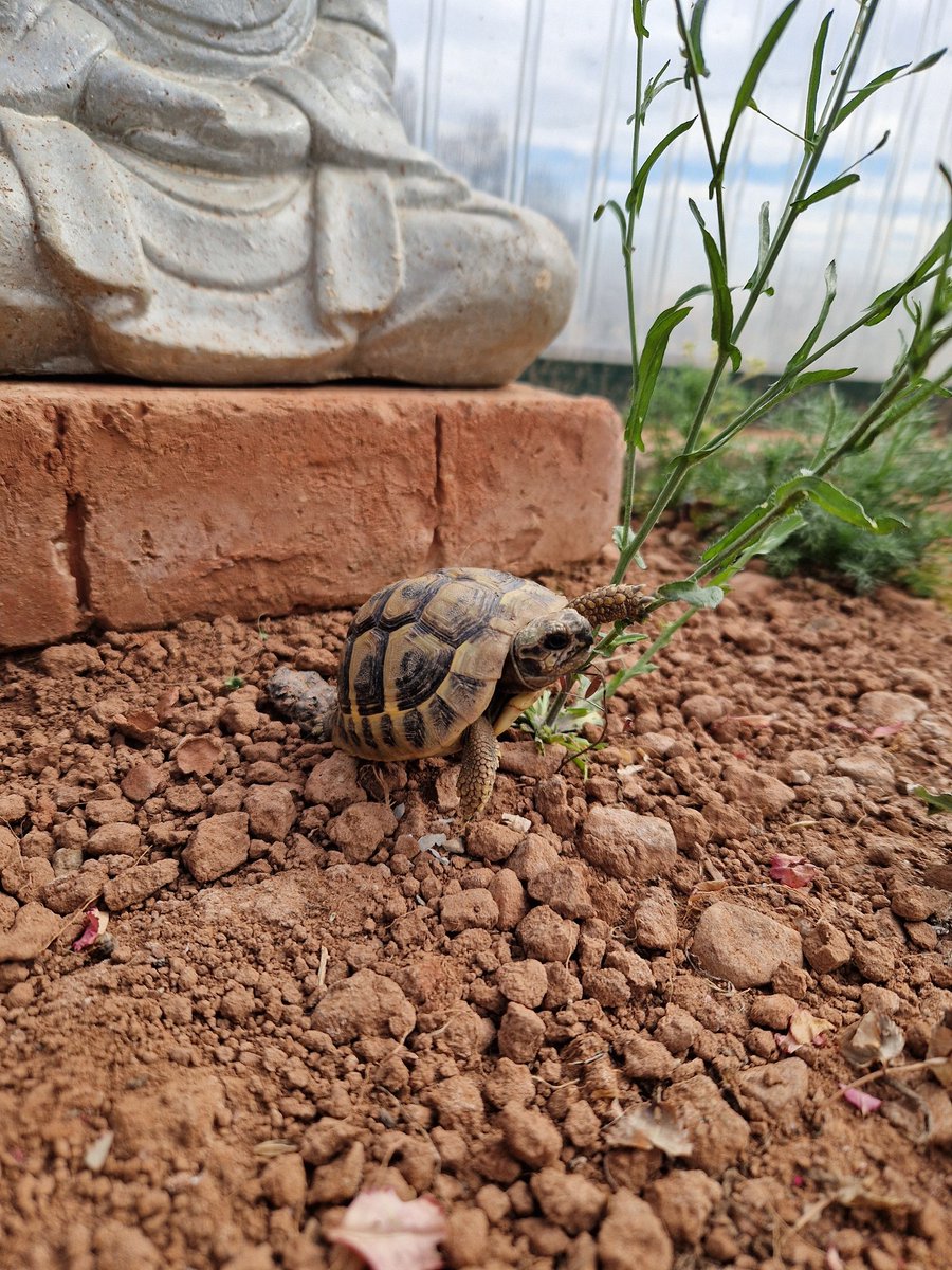 Unsere Träume sind das
was uns am meisten ähnelt.
💫💖💫
( Victor Hugo )

interessanter Gedanke ...
oder nicht  (?)
= keine Frage - da ist viel dran

&amp;

auch kleine Träume
können der erste Schritt sein
