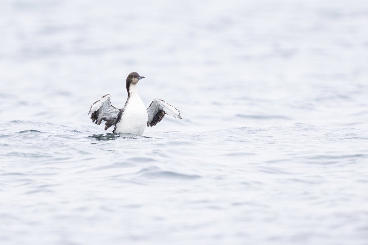 dunbar44's tweet image. Pacific diver off Donegal yesterday found by @robertvaughani1 

Also, I got my best ever views of probably my favourite bird, the long tailed duck. First time seeing them in summer plumage as well! Stunning birds! @BirdGuides