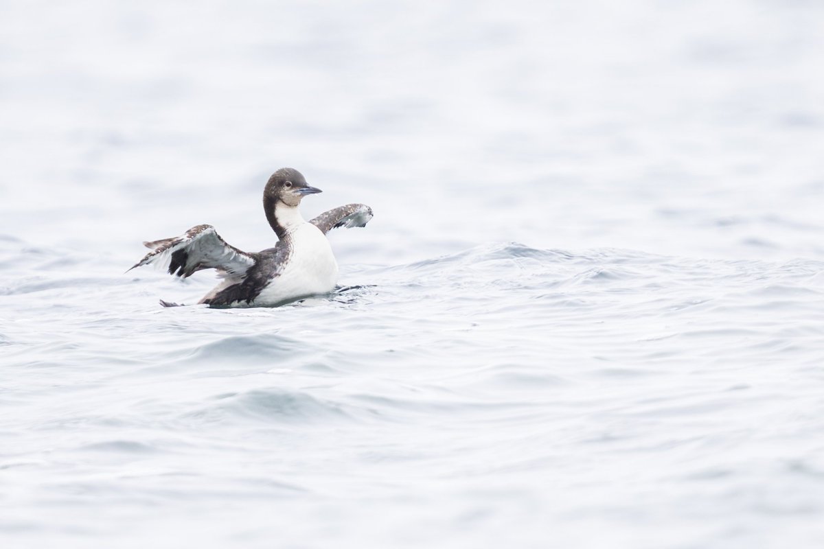 dunbar44's tweet image. Pacific diver off Donegal yesterday found by @robertvaughani1 

Also, I got my best ever views of probably my favourite bird, the long tailed duck. First time seeing them in summer plumage as well! Stunning birds! @BirdGuides