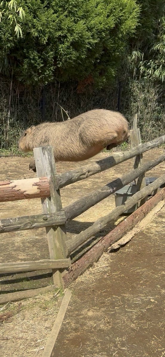 今日も飛びます❣️

#てる君
#南阿蘇ふれあい動物園フェアリーテール https://t.co/xxvkLUIOLb