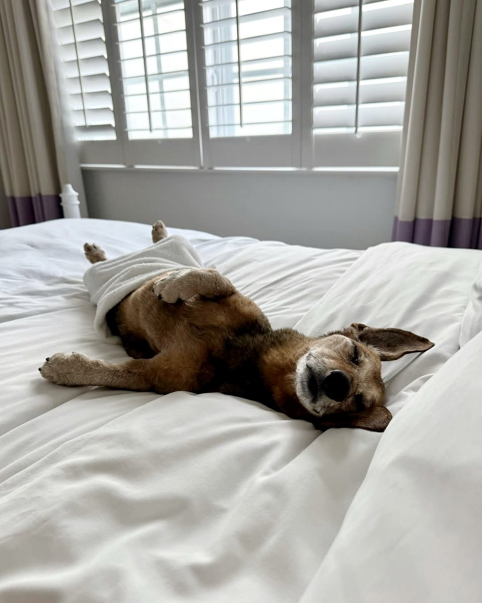 stratsestates's tweet photo. Wishing all of our students, tenants and landlords a paws-itively chill Easter weekend! 🐾

🤳🏼 @iamcalledlucas_ https://t.co/G4Nu5gZpmp