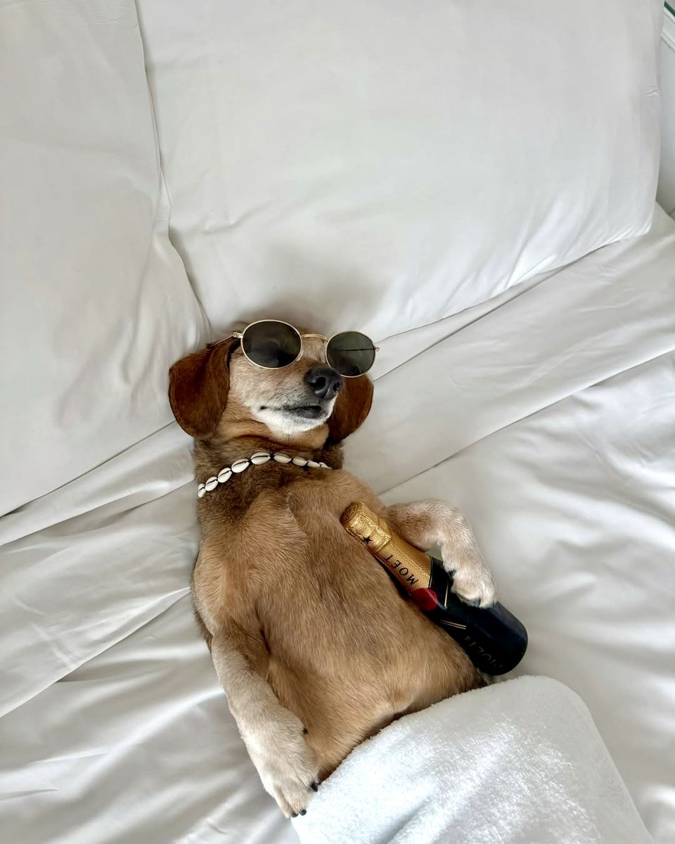 stratsestates's tweet photo. Wishing all of our students, tenants and landlords a paws-itively chill Easter weekend! 🐾

🤳🏼 @iamcalledlucas_ https://t.co/G4Nu5gZpmp