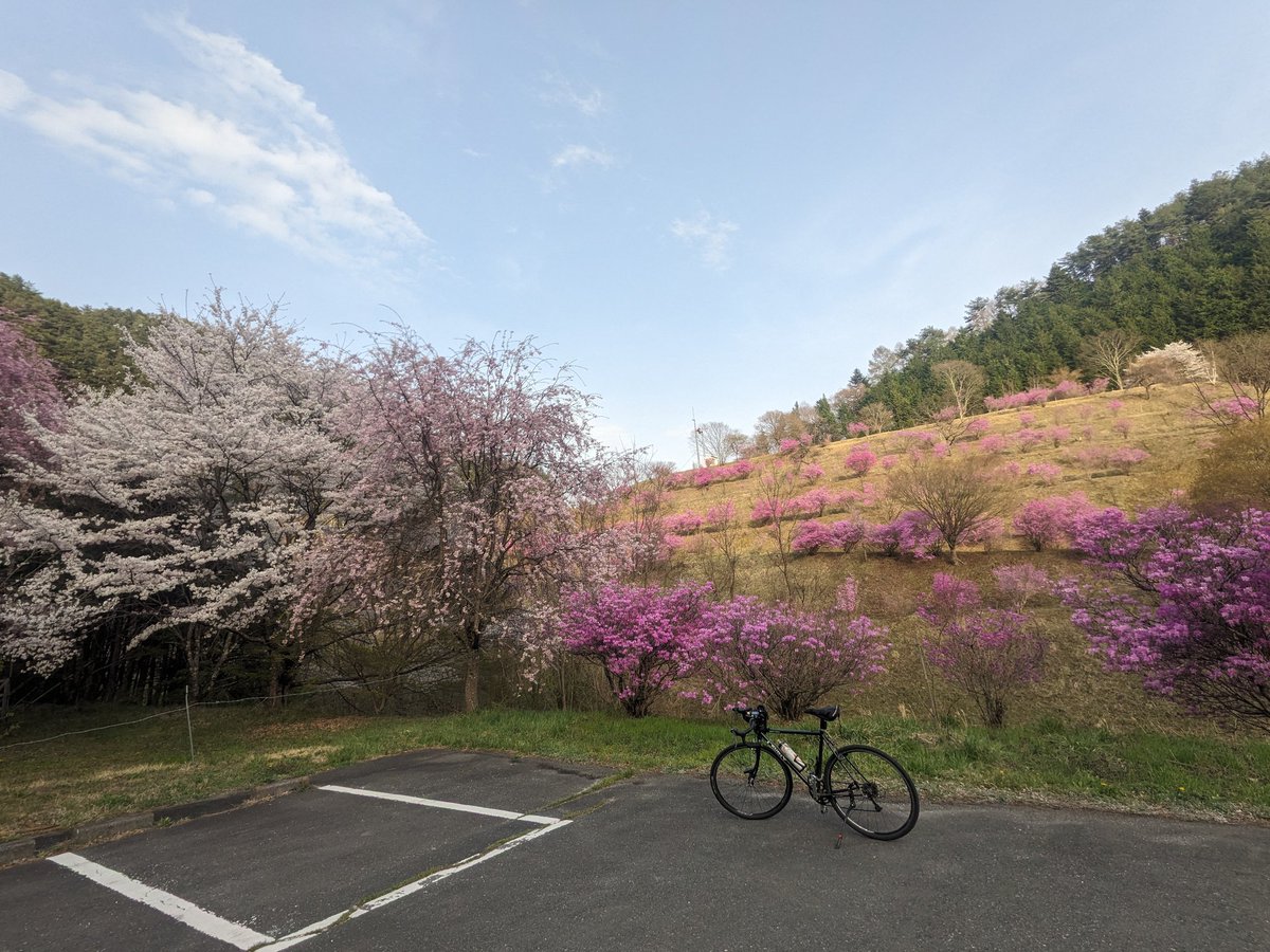 kensin0415's tweet photo. 箕輪ダム、桜が満開でした！ https://t.co/QMXdsOlWez