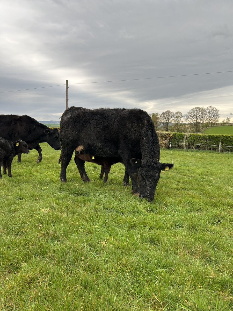 beefshorthorn's tweet photo. Not often we are on time and on budget. 
First group of cows that calved on bale grazing will finish bales tomorrow and head to grass on Monday. 🤞#aberdeenangus #beefshorthorn
#scotchbeef https://t.co/mRRQ6lp3CQ