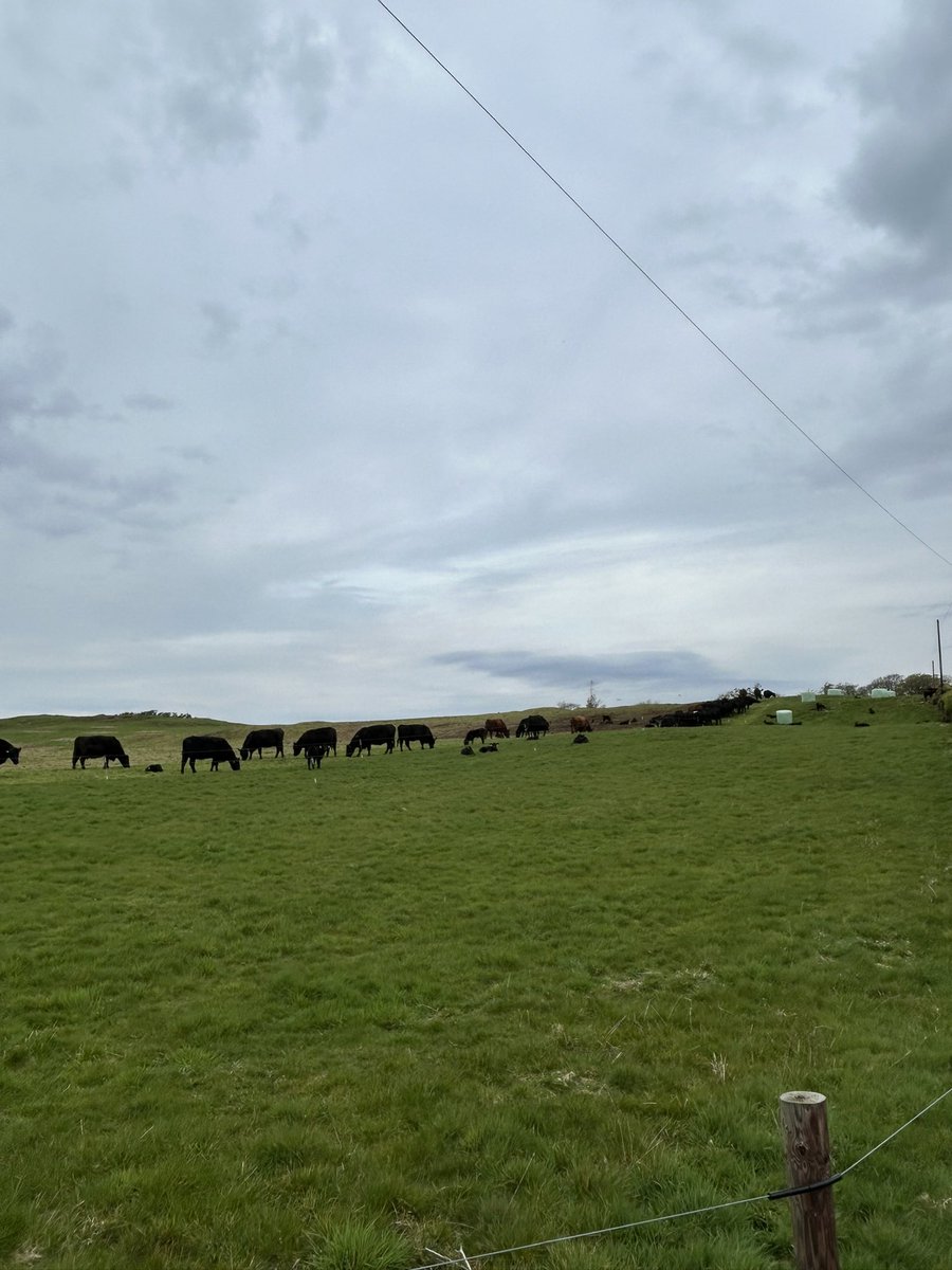 Not often we are on time and on budget. 
First group of cows that calved on bale grazing will finish bales tomorrow and head to grass on Monday. 🤞#aberdeenangus #beefshorthorn
#scotchbeef