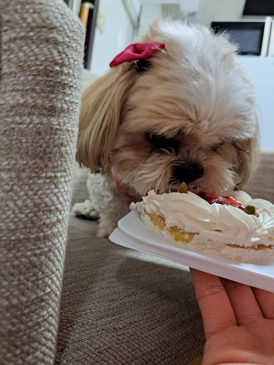 R77115232's tweet photo. #nfood #dfood
#シーズーこてつ
こてつ🐶月曜日9歳の誕生日でした♪
お兄ちゃんが美味しいケーキ買って来てくれて初めて食べたわん🐶
ちょっとお腹ゆるくなったわん🥹 https://t.co/EiqmvaYgH2