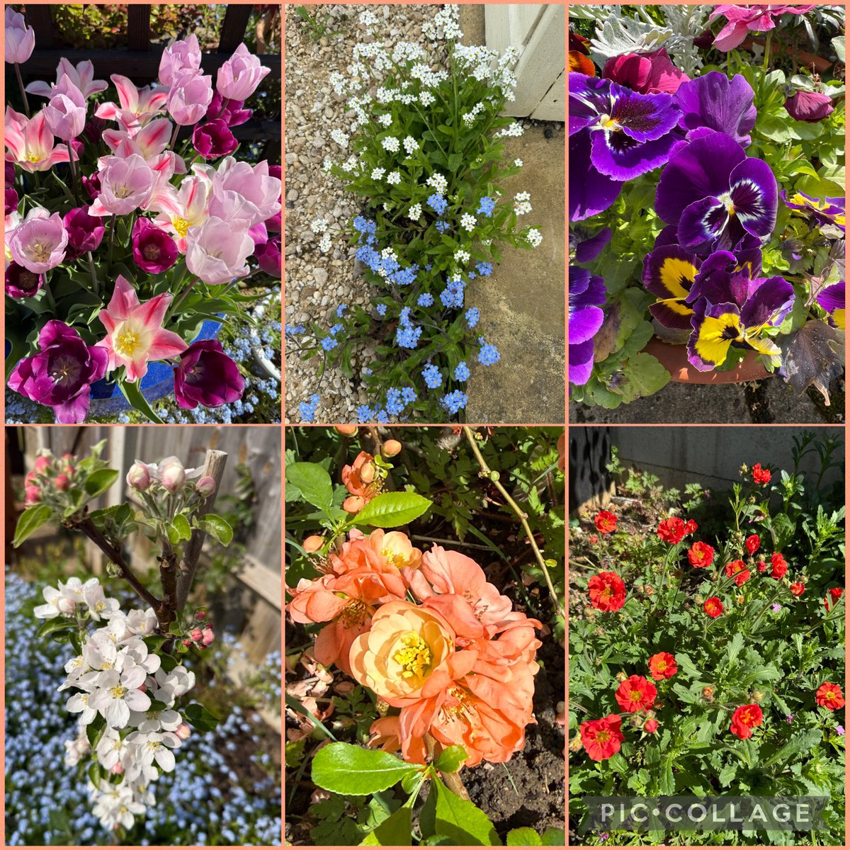 DollysGarden's tweet photo. Tulips, Forget-me-Nots, Pansies, Apple blossom (Discovery, my fave apple), Chaenomeles and Geums all currently in flower for my #SixOnSaturday

Enjoy your weekend.  Happy gardening.  🌿🌸🌿🌷🌿🌸🌿

#DollysCottageGarden  #Gardening #Flowers https://t.co/yJ57ndsiKQ