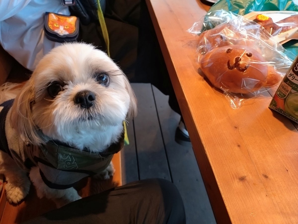 R77115232's tweet photo. #nfood #dfood
#シーズーこてつ
こてつ🐶月曜日9歳の誕生日でした♪
お兄ちゃんが美味しいケーキ買って来てくれて初めて食べたわん🐶
ちょっとお腹ゆるくなったわん🥹 https://t.co/EiqmvaYgH2