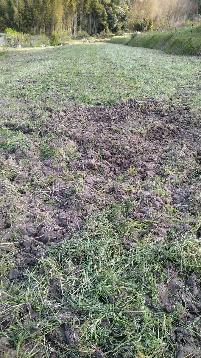 レンゲの田んぼを耕運しました。🚜