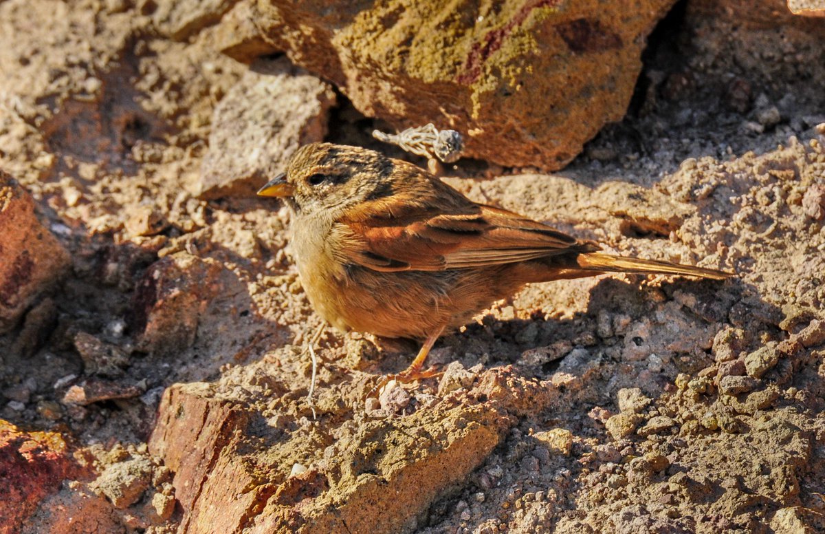Cabo de Gata, buscando camachuelos trompeteros. 16 abril. Mucho viento, un pájaro no se atreve a levantar vuelo. A contraluz no me doy cuenta de que es un escribano sahariano (Embeiza sahari). Aunque desde el 2023 ha criado ya en Algeciras, es un ave con muy pocas citas en España